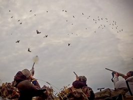 Goose Hunting